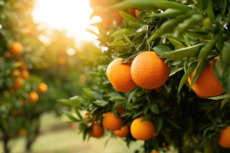 Ripe oranges hanging from a tree in a sunlit grove