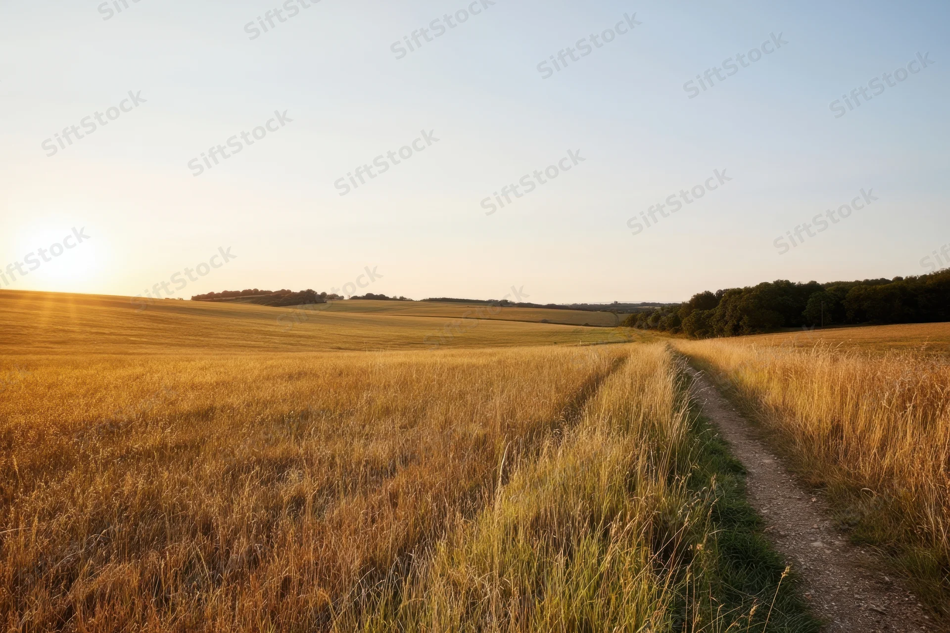 Narrow dirt path winding through golden fields at sunset in rural countryside
