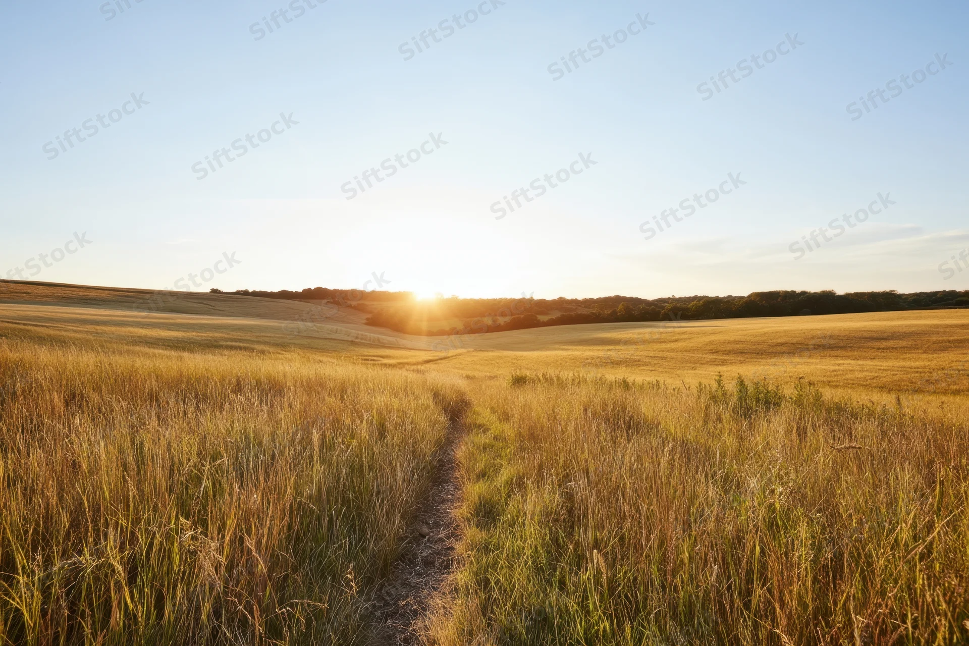 Narrow dirt path winding through golden grass fields at sunset in rural countryside