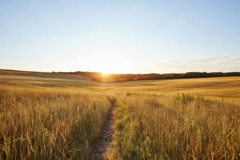 Narrow dirt path winding through golden grass fields at sunset in rural countryside