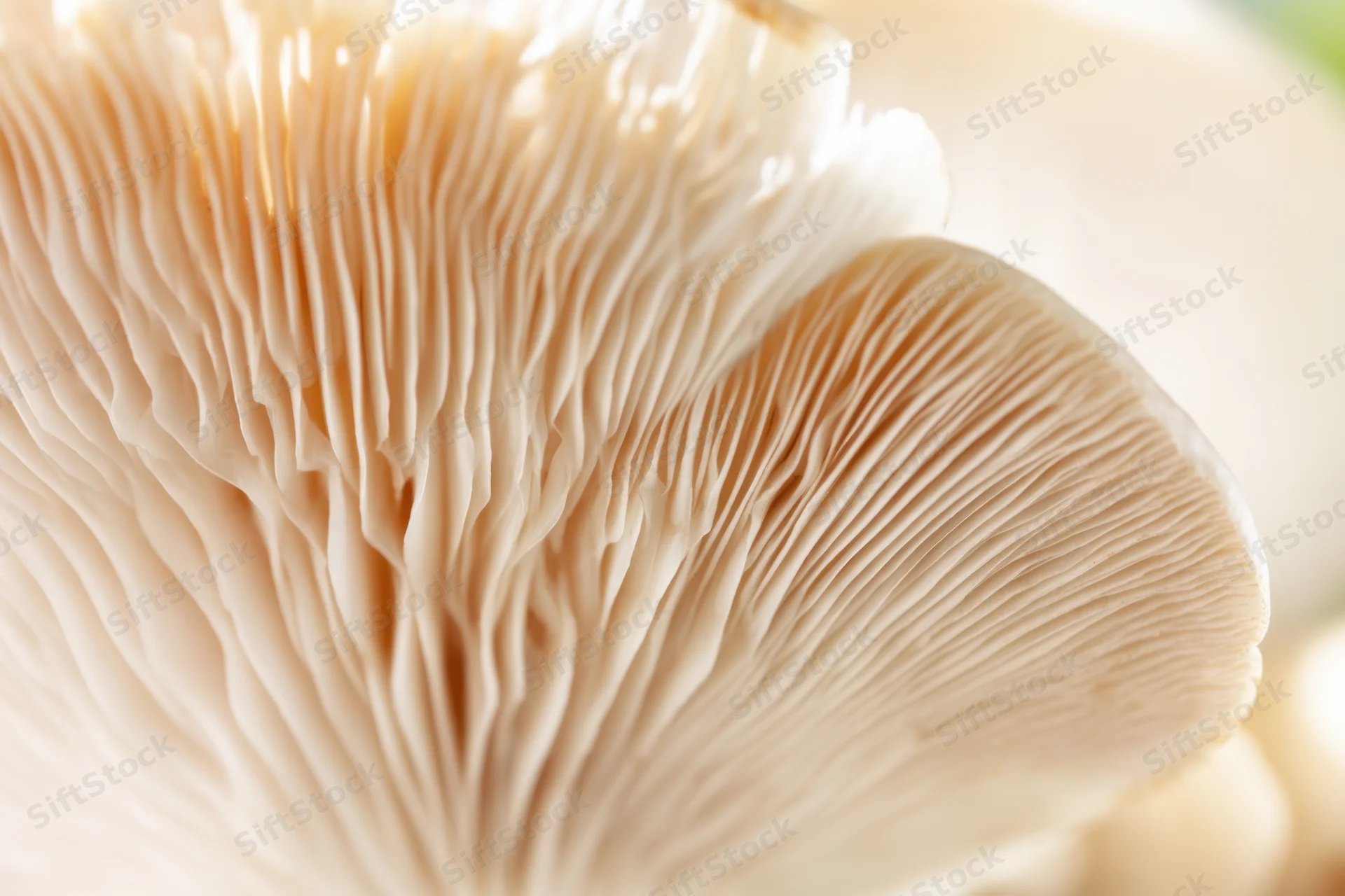 Close-up of pale beige mushroom gills showing delicate radiating texture