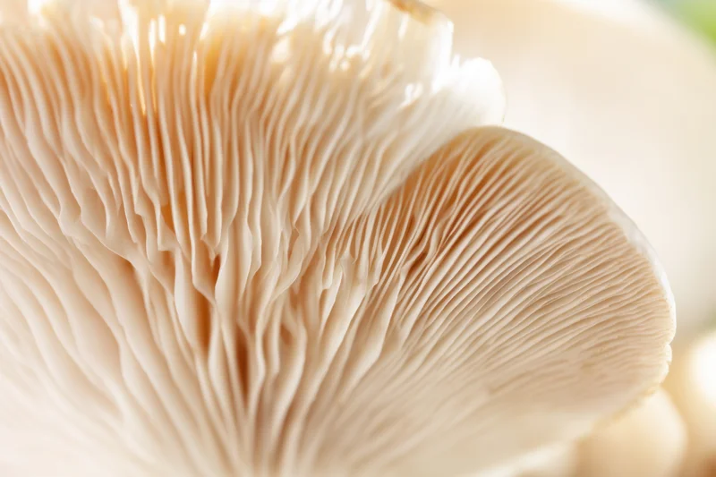 Close-up of pale beige mushroom gills showing delicate radiating texture
