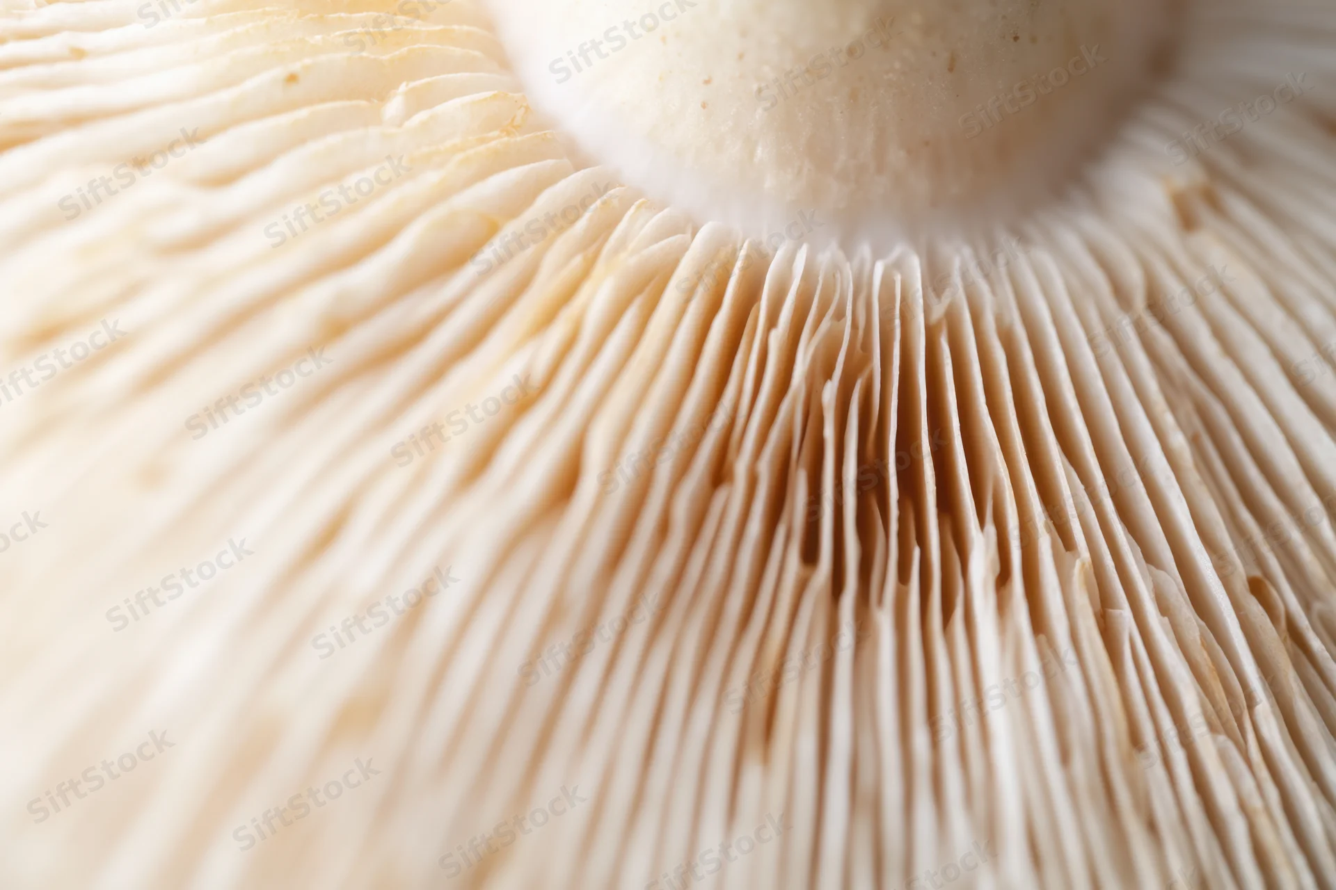Close-up of pale beige mushroom gills radiating from the cap