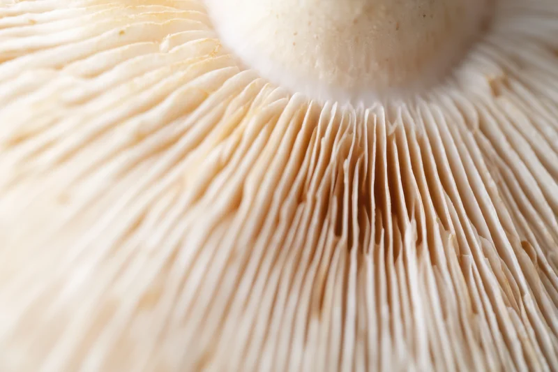 Close-up of pale beige mushroom gills radiating from the cap