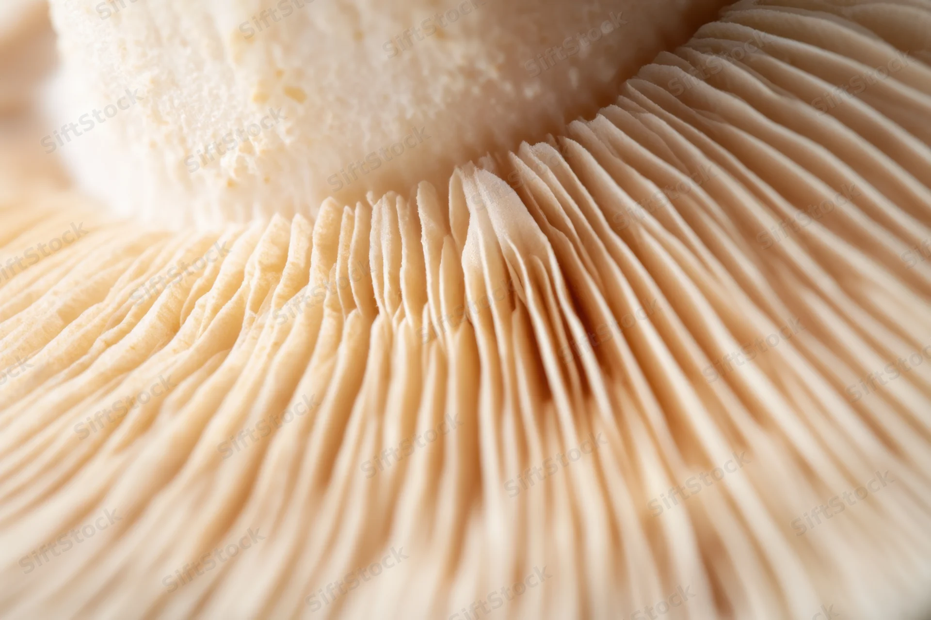 Closeup of pale beige mushroom gills showing delicate radiating texture
