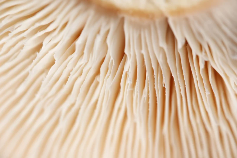 Close-up of pale beige mushroom gills showing delicate radiating texture