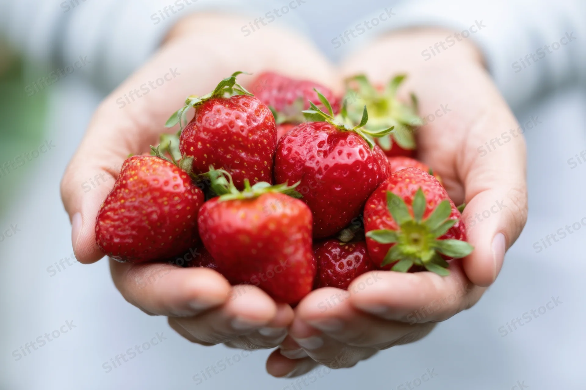 Hands holding ripe strawberries outdoors in a garden setting
