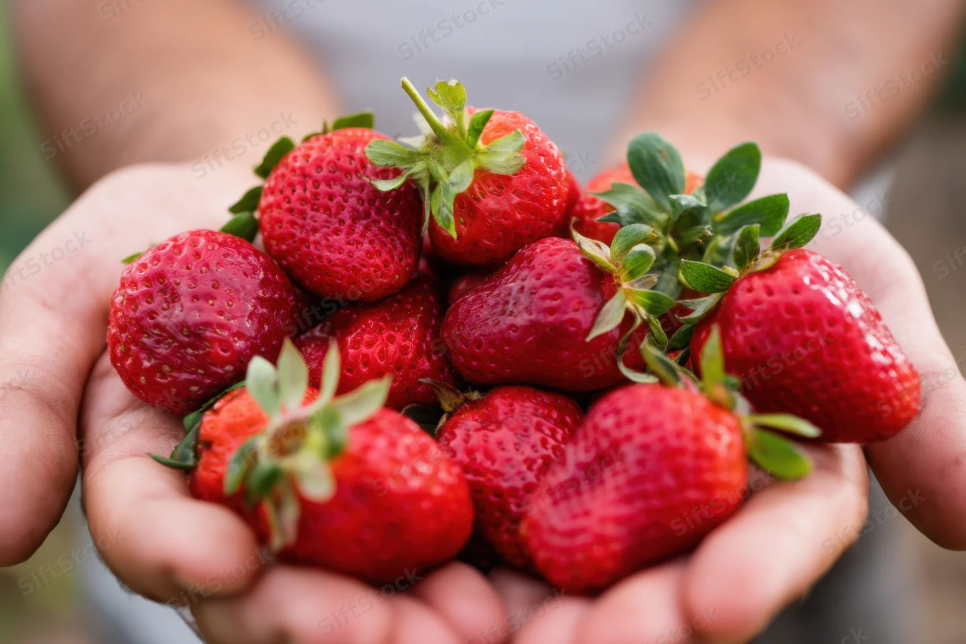 Hands holding a handful of ripe red strawberries outdoors in daylight