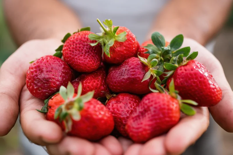 Hands holding a handful of ripe red strawberries outdoors in daylight