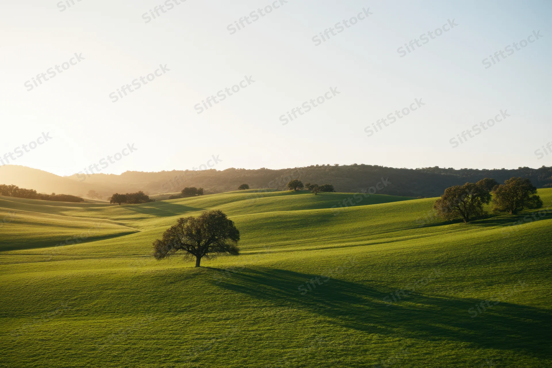 Rolling green hills with scattered trees under golden sunlight at sunrise