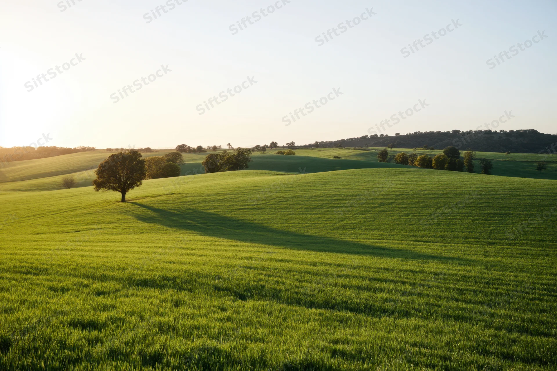 Rolling green fields under golden sunlight with solitary tree on hills
