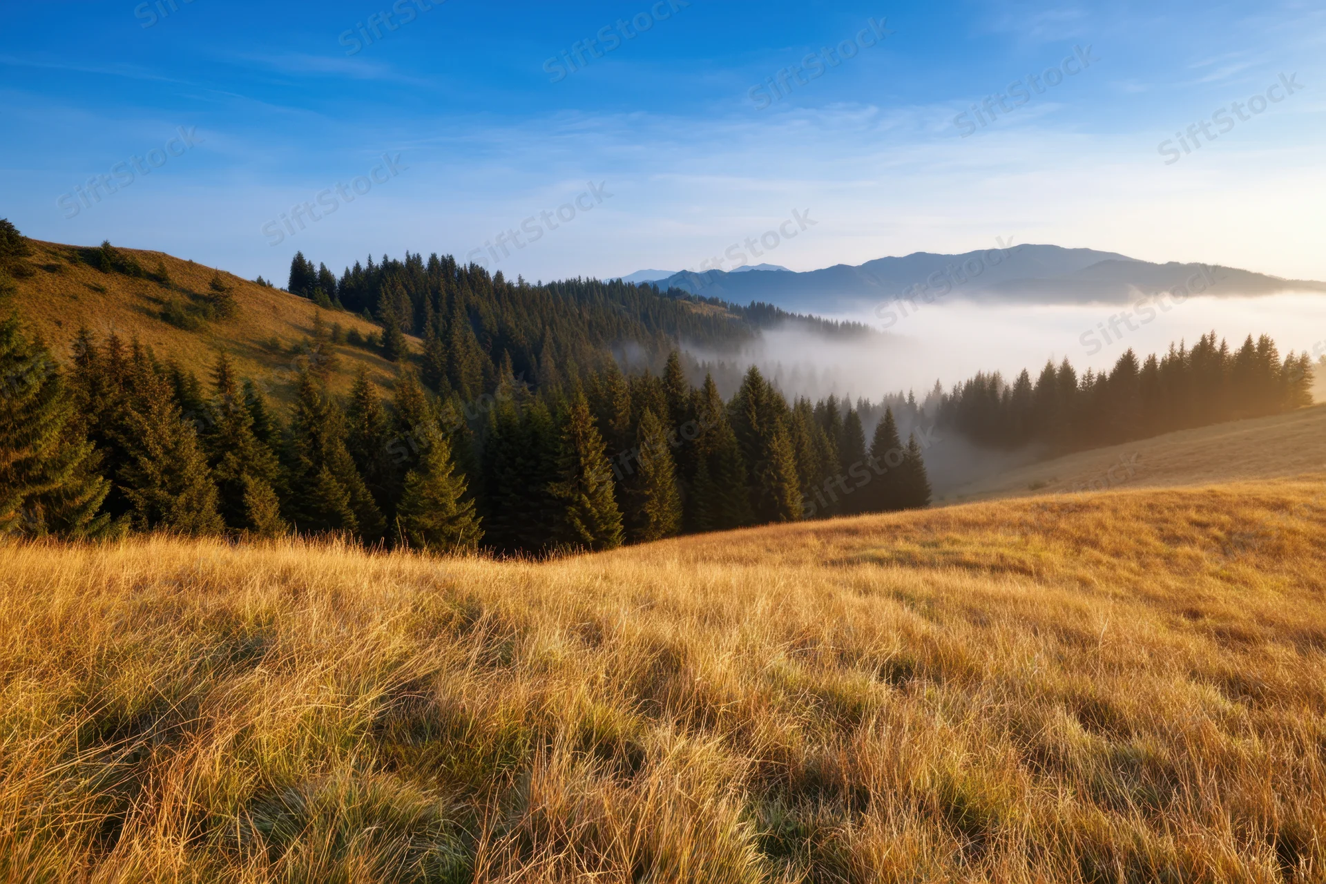 Golden grass on rolling hills with misty forest and distant mountains at dawn