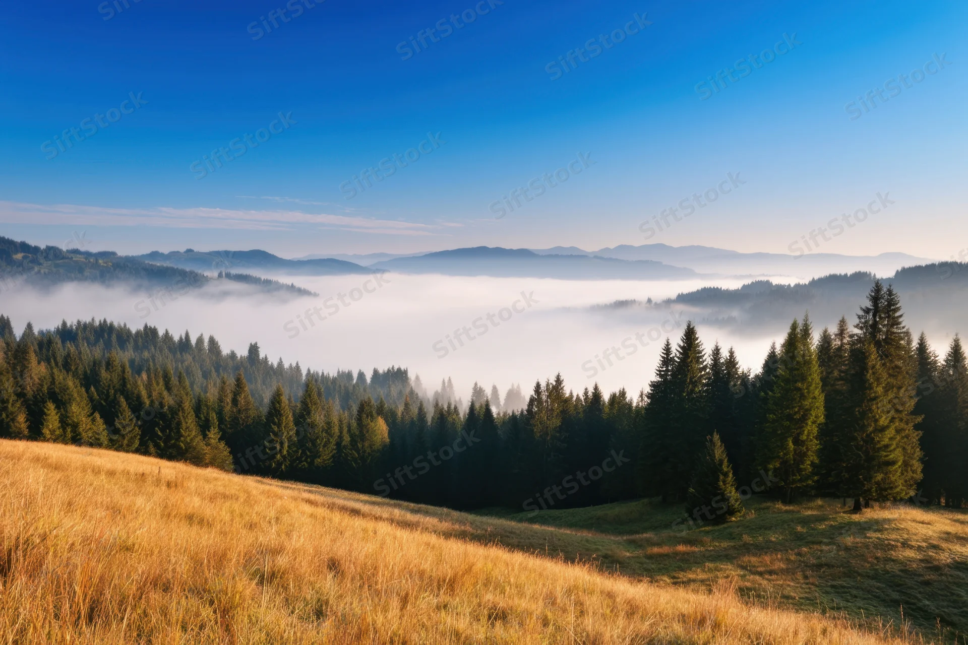 Misty dawn over rolling hills with golden grass and pine forest below mountain range