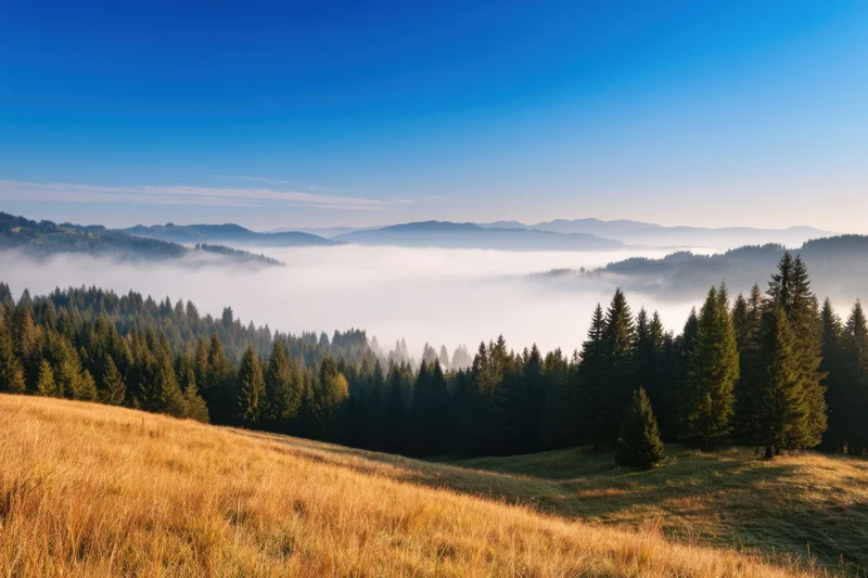 Misty dawn over rolling hills with golden grass and pine forest below mountain range
