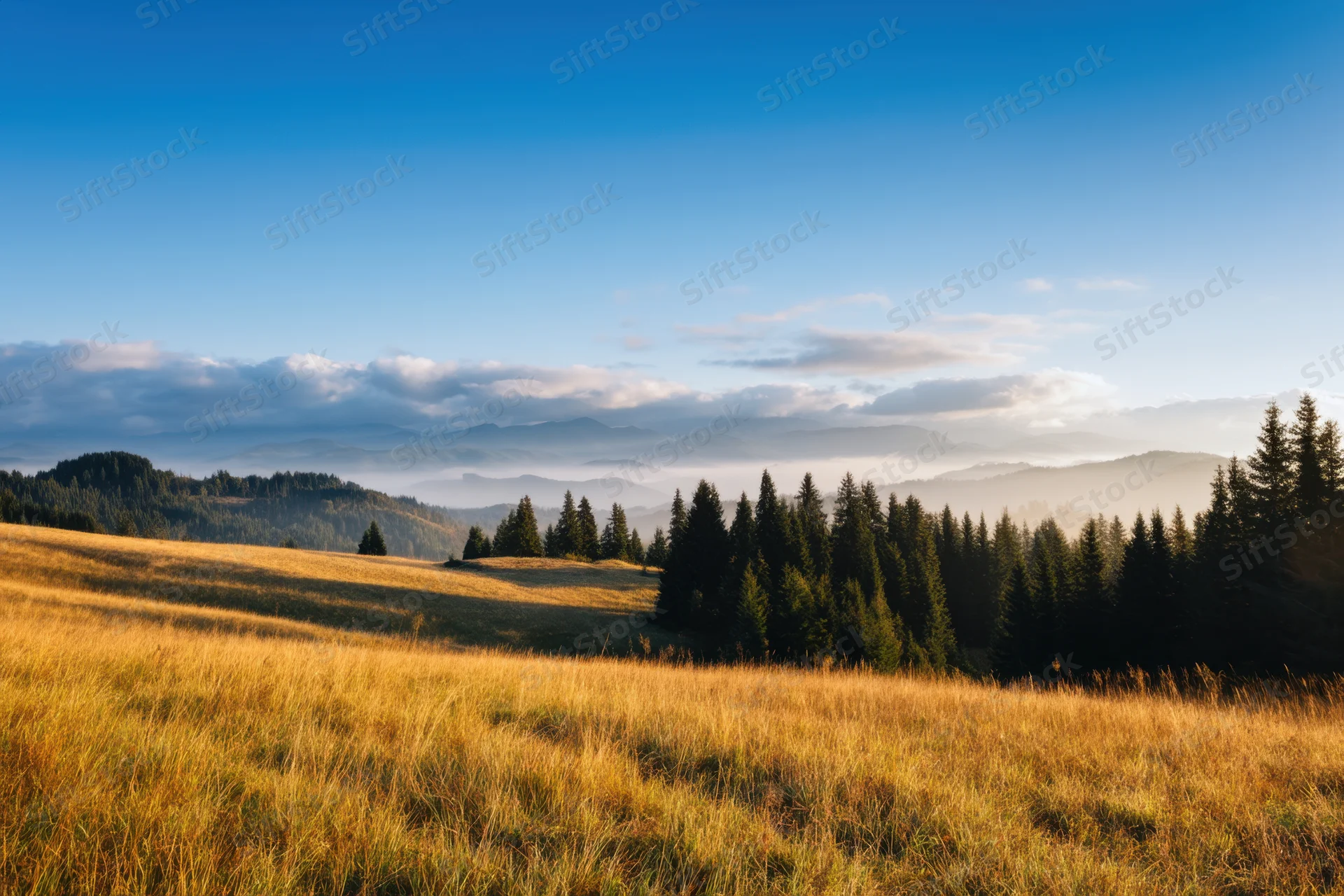 Golden grass on rolling hills under a misty dawn sky with distant mountains and pine trees