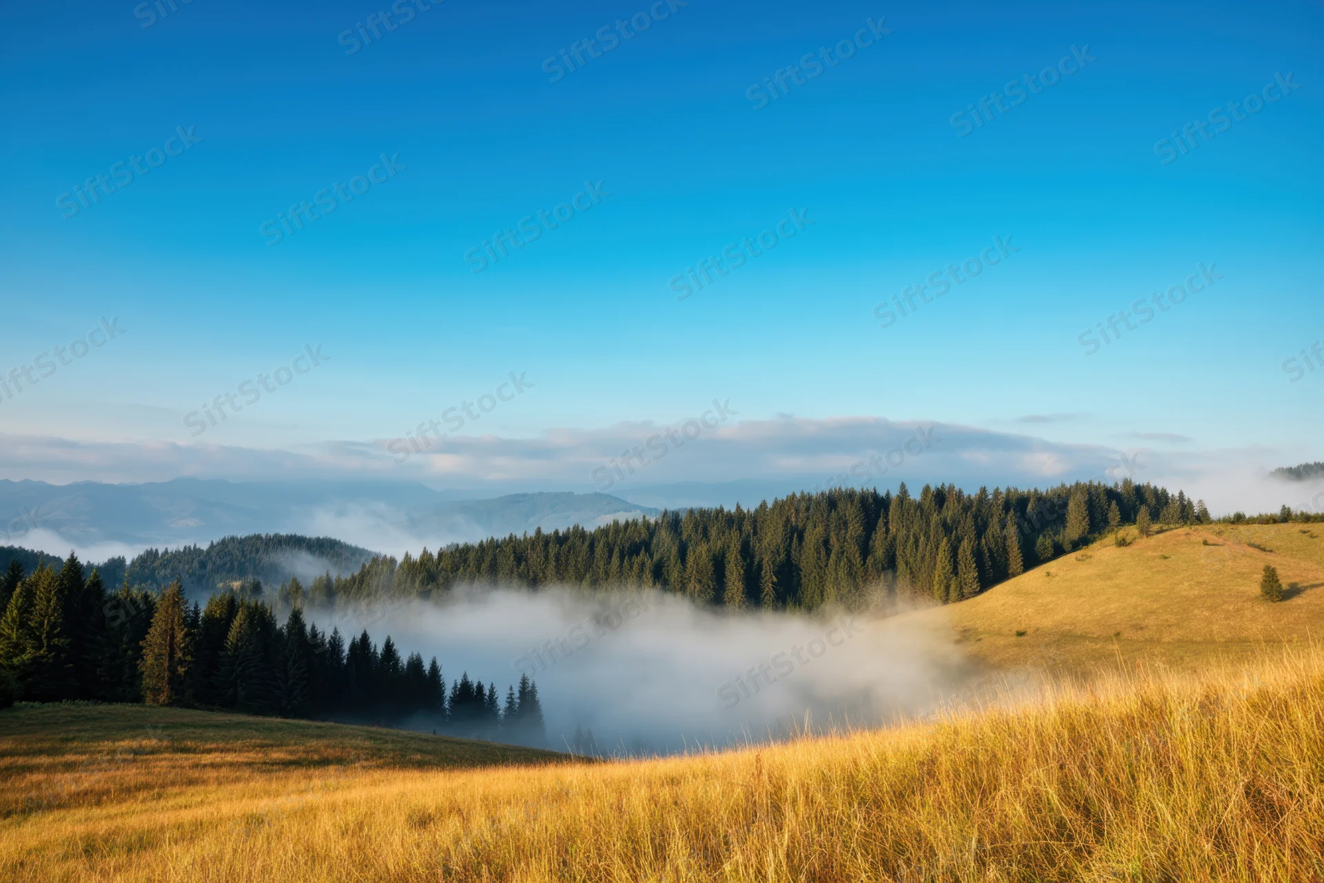 Misty dawn over rolling hills with golden grass and forested valley below
