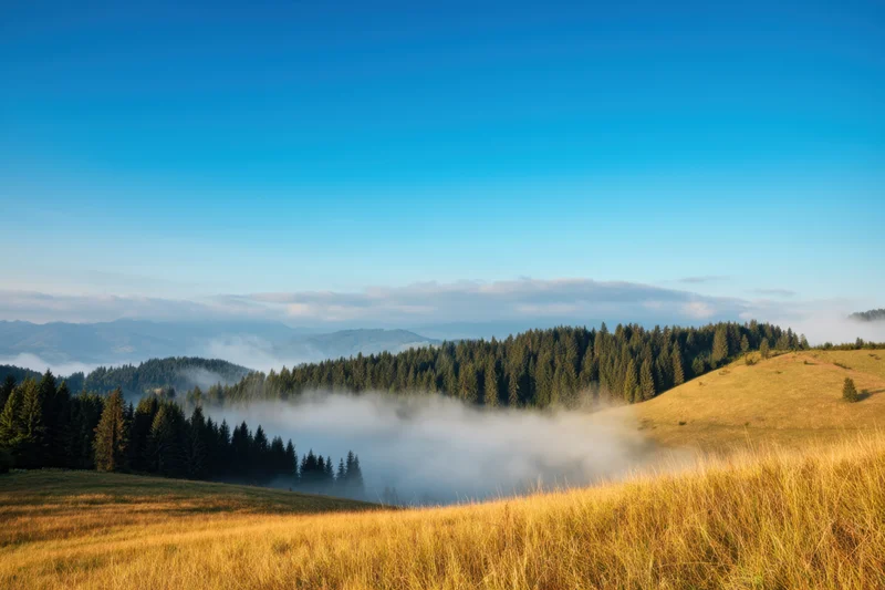 Misty dawn over rolling hills with golden grass and forested valley below