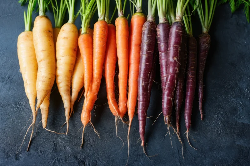 Row of fresh carrots in rainbow colors from pale yellow to deep purple arranged on dark slate surface