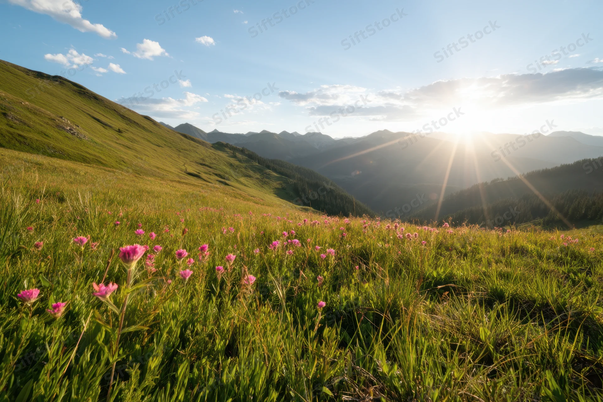 Sunlit alpine meadow with pink wildflowers and distant mountains under a clear sky