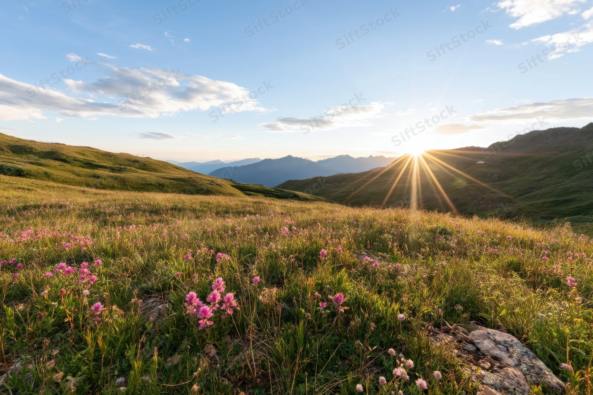 Sun rising over an alpine meadow filled with pink wildflowers and green grass, mountains in the distance