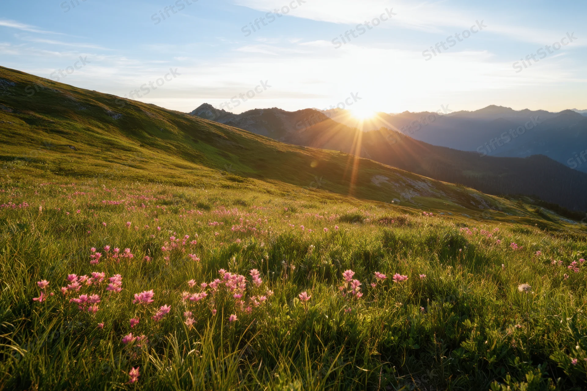 Sunlit alpine meadow with pink wildflowers and distant mountains at sunrise