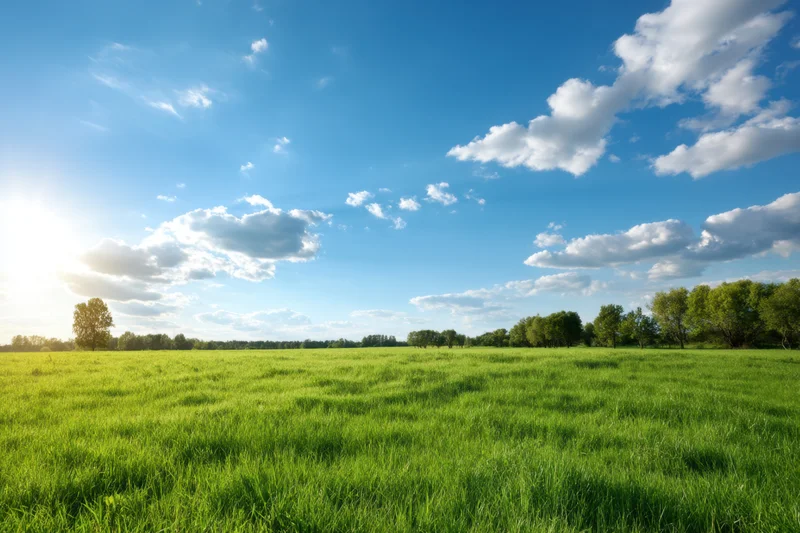 Sunlit meadow with lush green grass and scattered trees under a blue sky with clouds