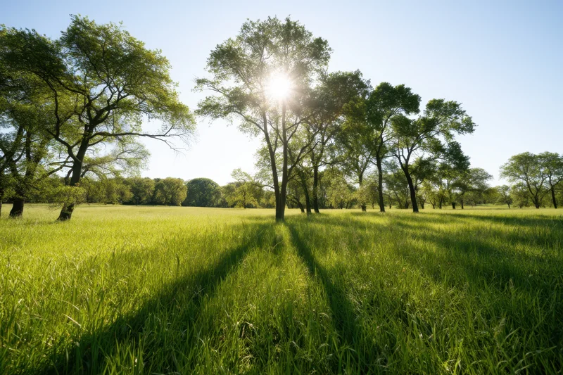 Sunlit meadow with tall green grass and scattered trees under clear sky