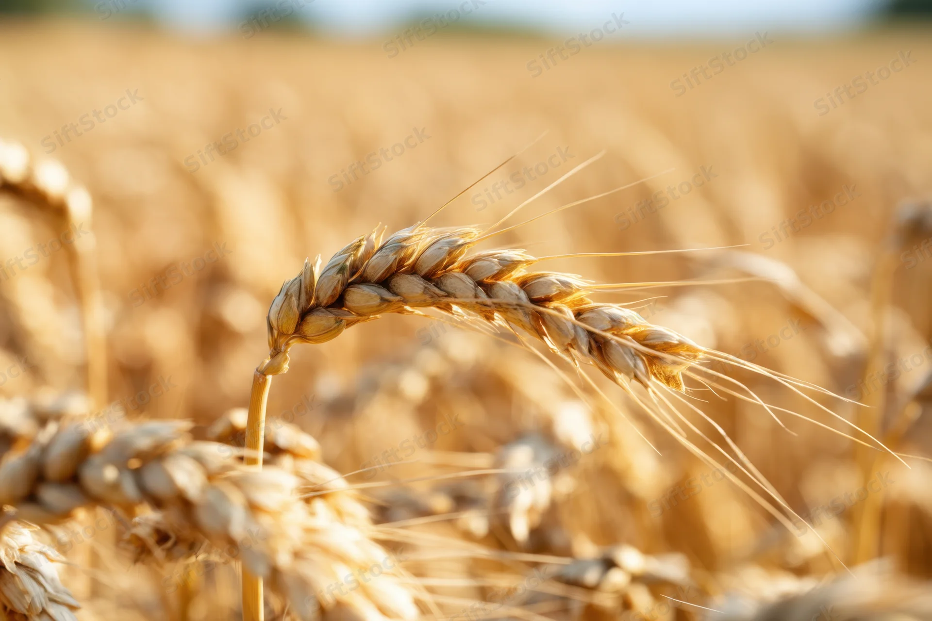 Closeup of golden wheat heads in a sunlit field