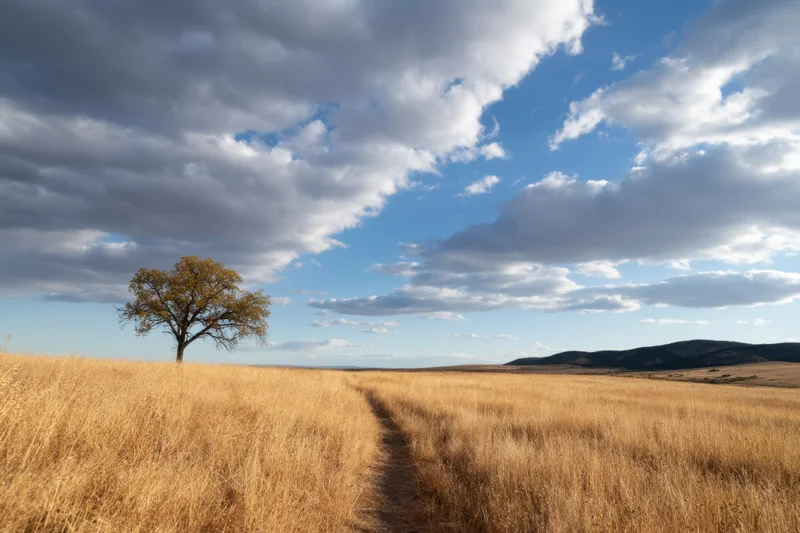 Narrow dirt path through golden grass field leading to lone tree under cloudy sky
