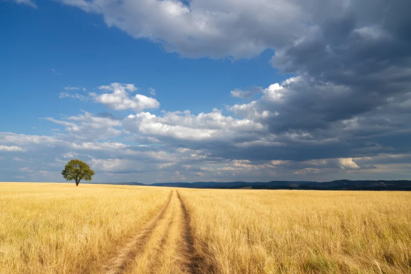 Narrow dirt path through golden wheat field leading to lone tree under blue sky with clouds