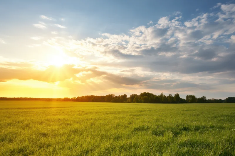 Sunlit meadow with vibrant green grass and distant tree line under a cloudy sky at sunset