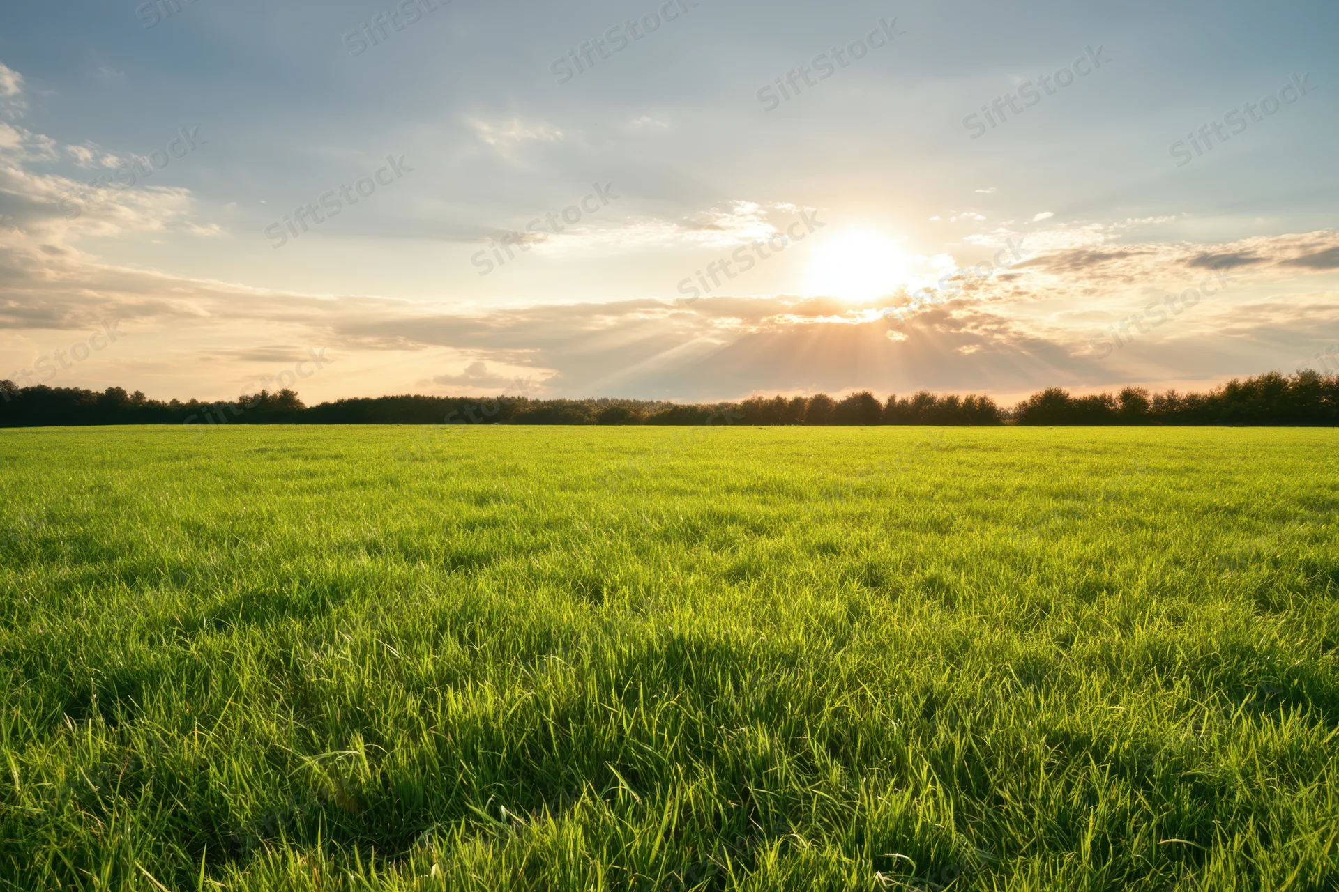 Sunlit green meadow stretching to a tree-lined horizon under a soft sky with scattered clouds