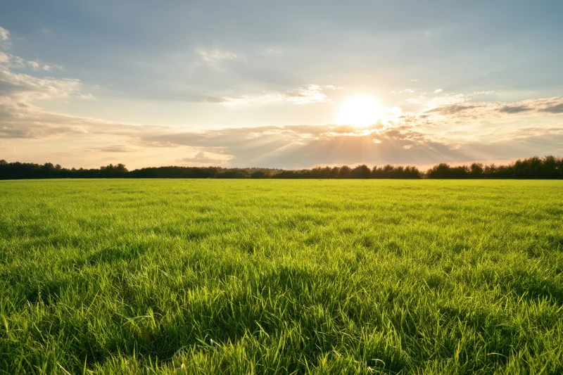 Sunlit green meadow stretching to a tree-lined horizon under a soft sky with scattered clouds