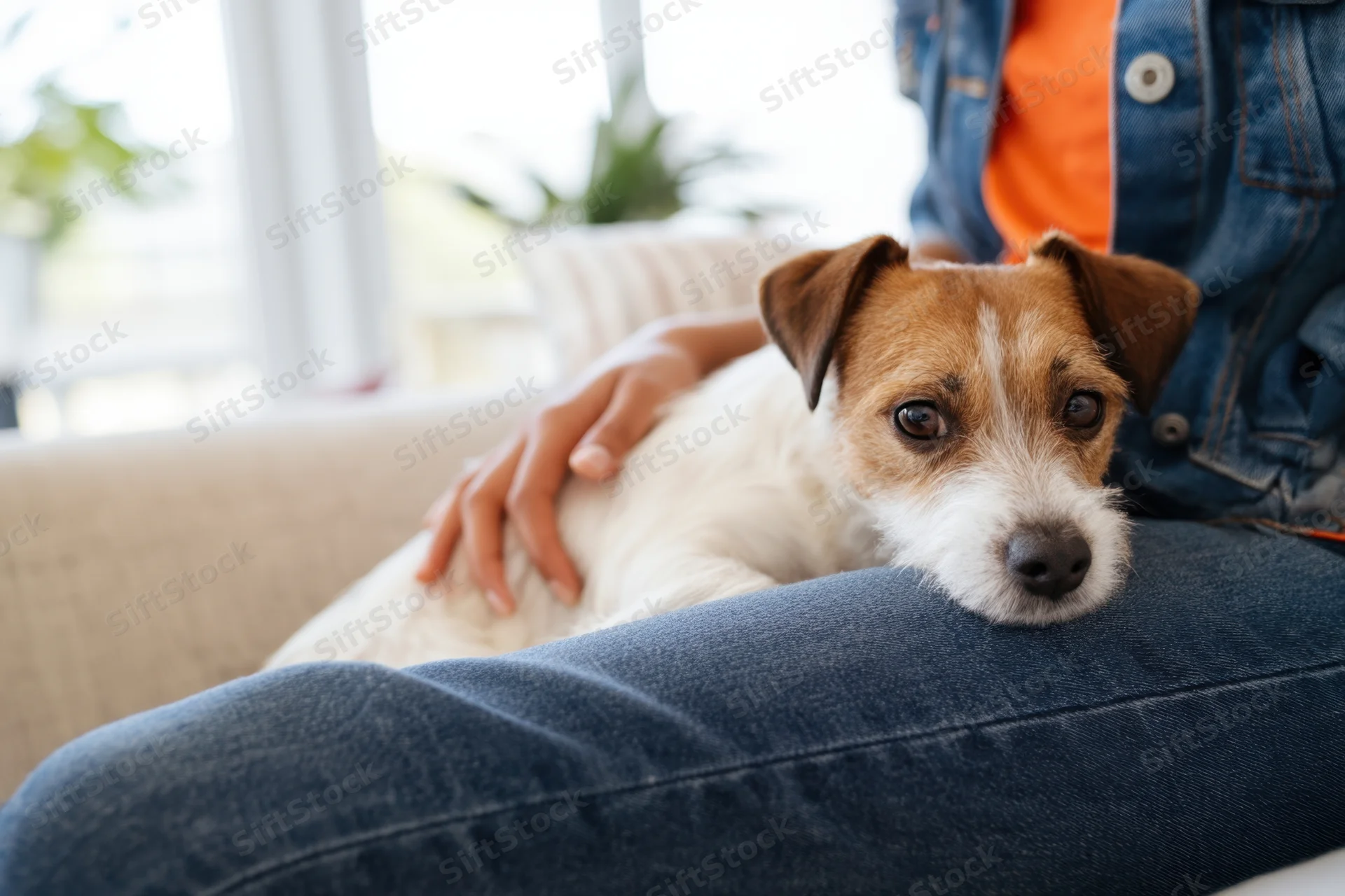 Jack russell dog resting on person's lap while being petted on couch