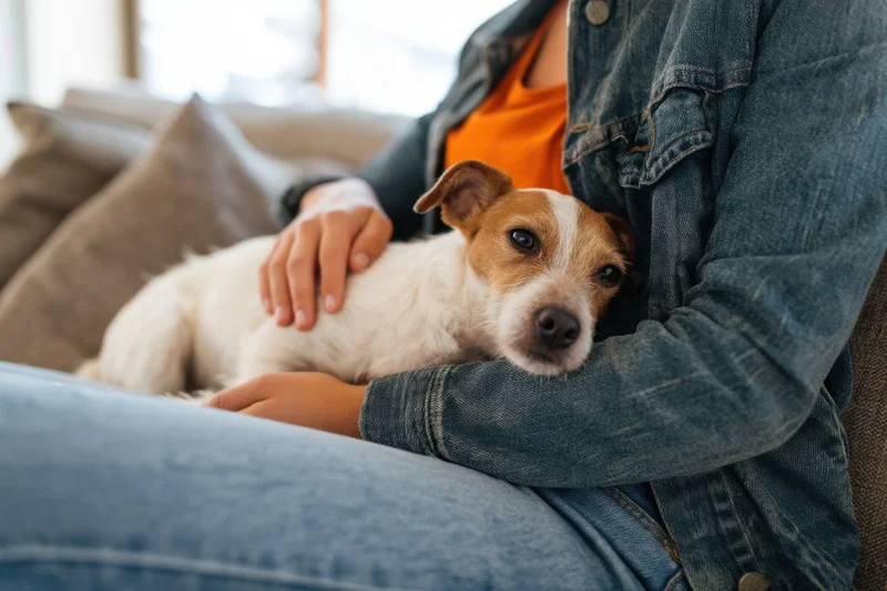 Woman petting a jack russell dog resting on her lap on a couch