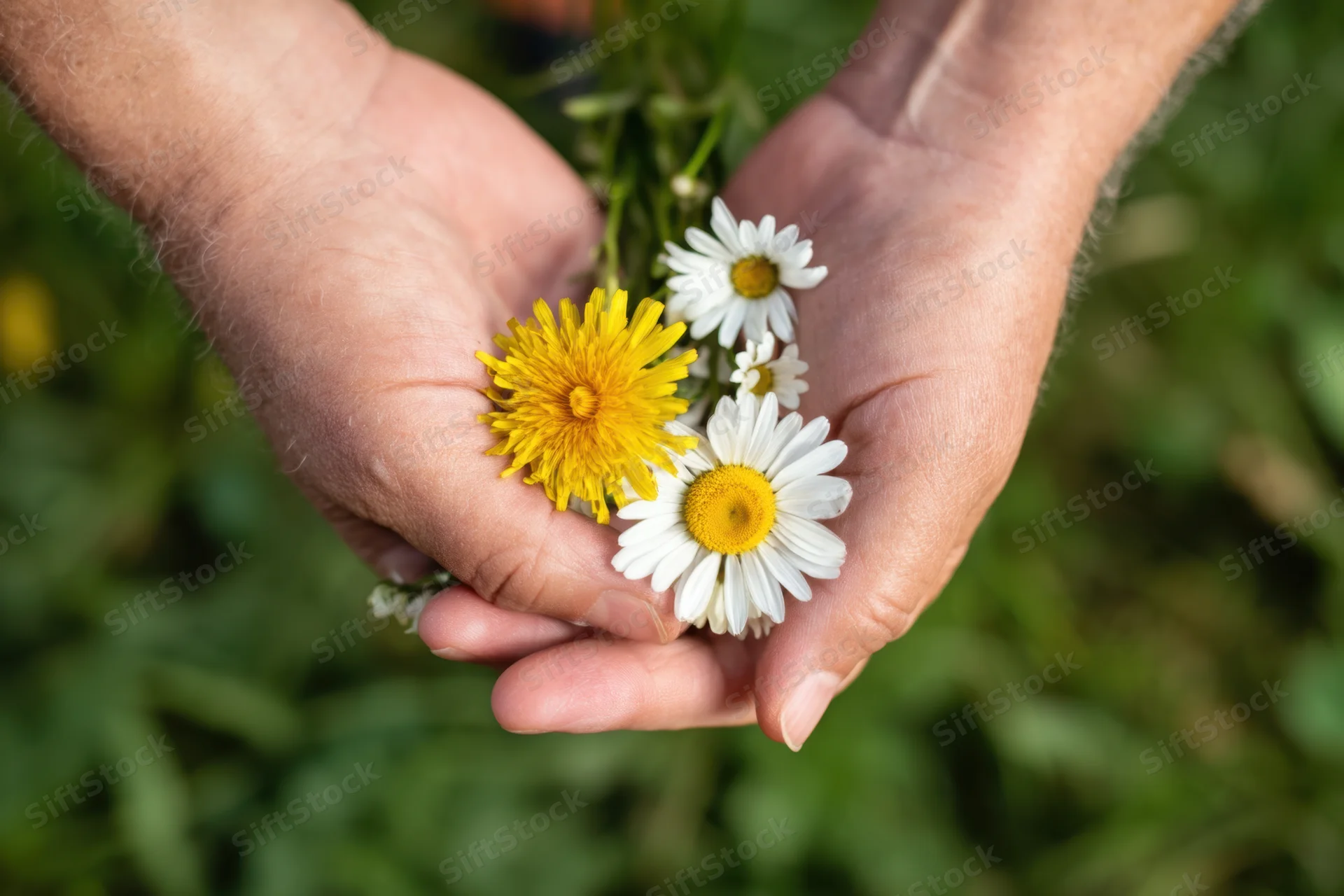 Weathered hands cradling a small bouquet of wildflowers in a garden setting