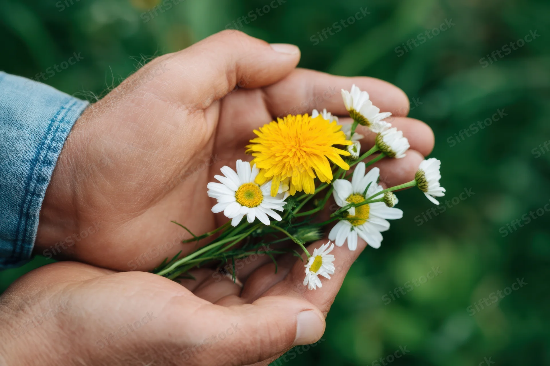 Weathered hands cradling a small bouquet of wildflowers in a garden setting