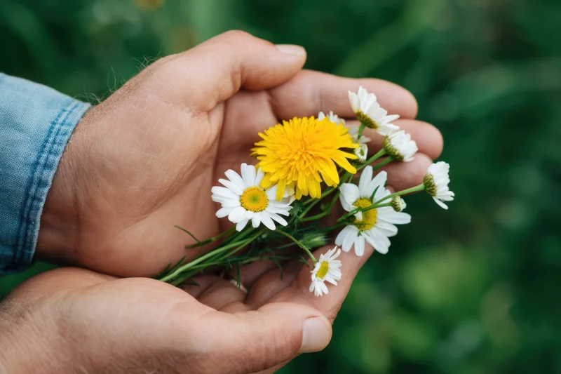 Weathered hands cradling a small bouquet of wildflowers in a garden setting