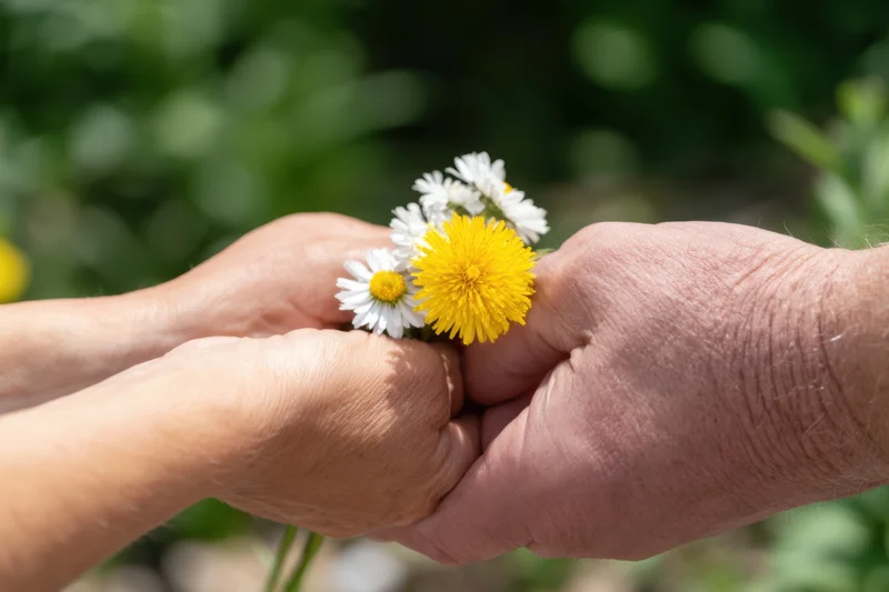 Weathered hands cradling a small bouquet of white and yellow wildflowers in a garden