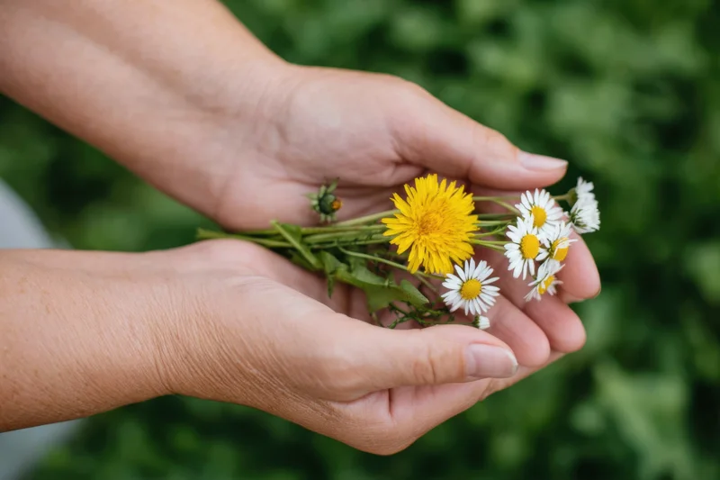 Weathered hands cradling a small bouquet of dandelions and daisies in a garden setting