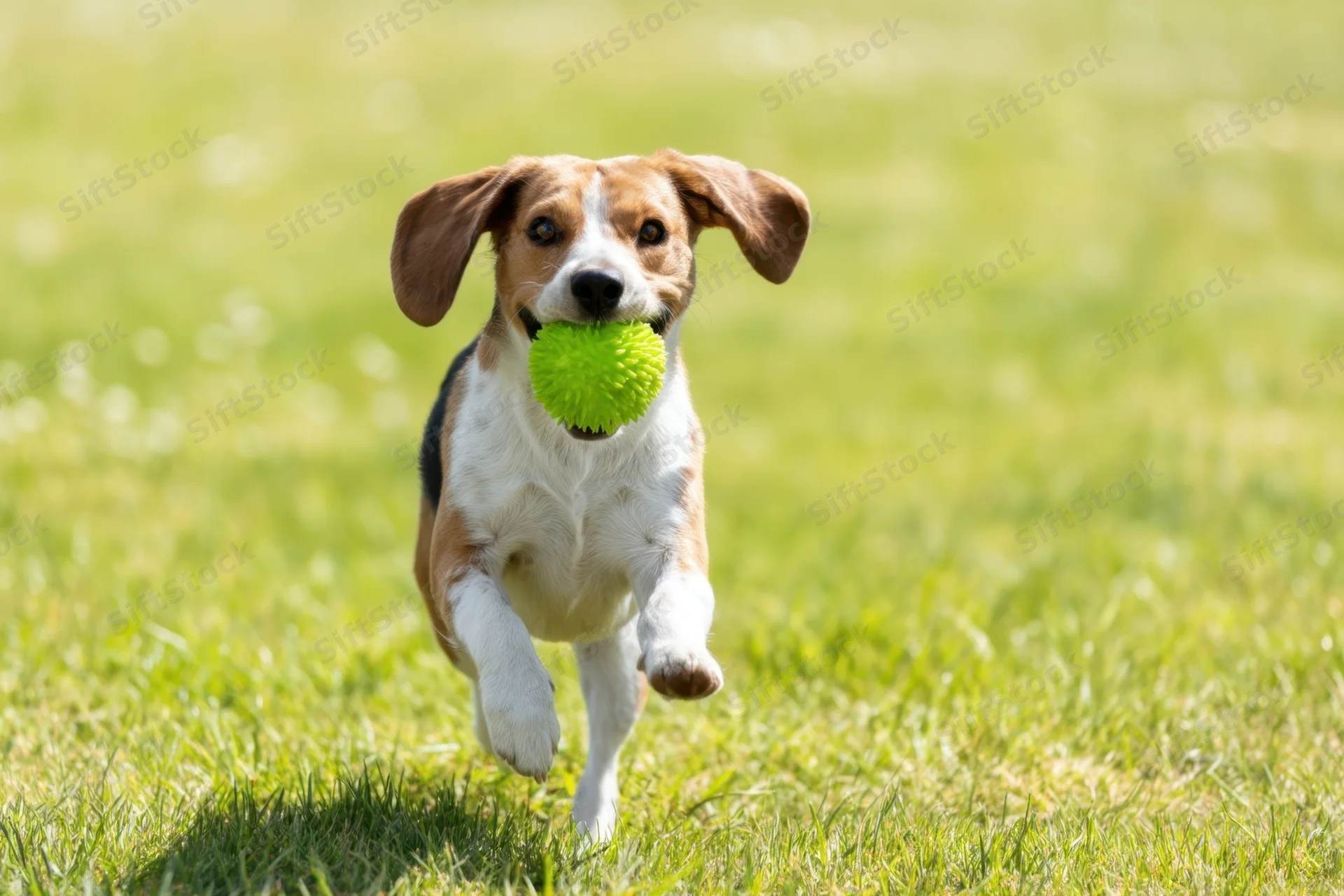 Beagle running with green ball in grassy field