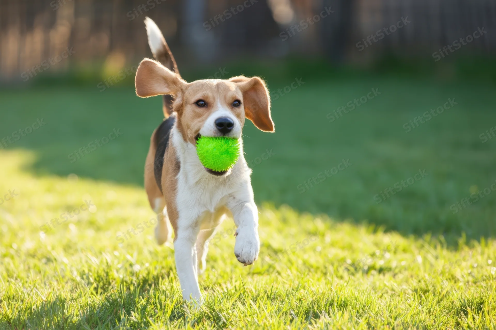 Beagle running across grassy field with green ball in mouth