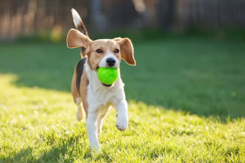 Beagle running across grassy field with green ball in mouth