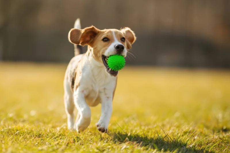 Beagle running with green ball in grassy field