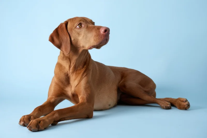 Brown vizsla dog lying alert on light blue studio backdrop