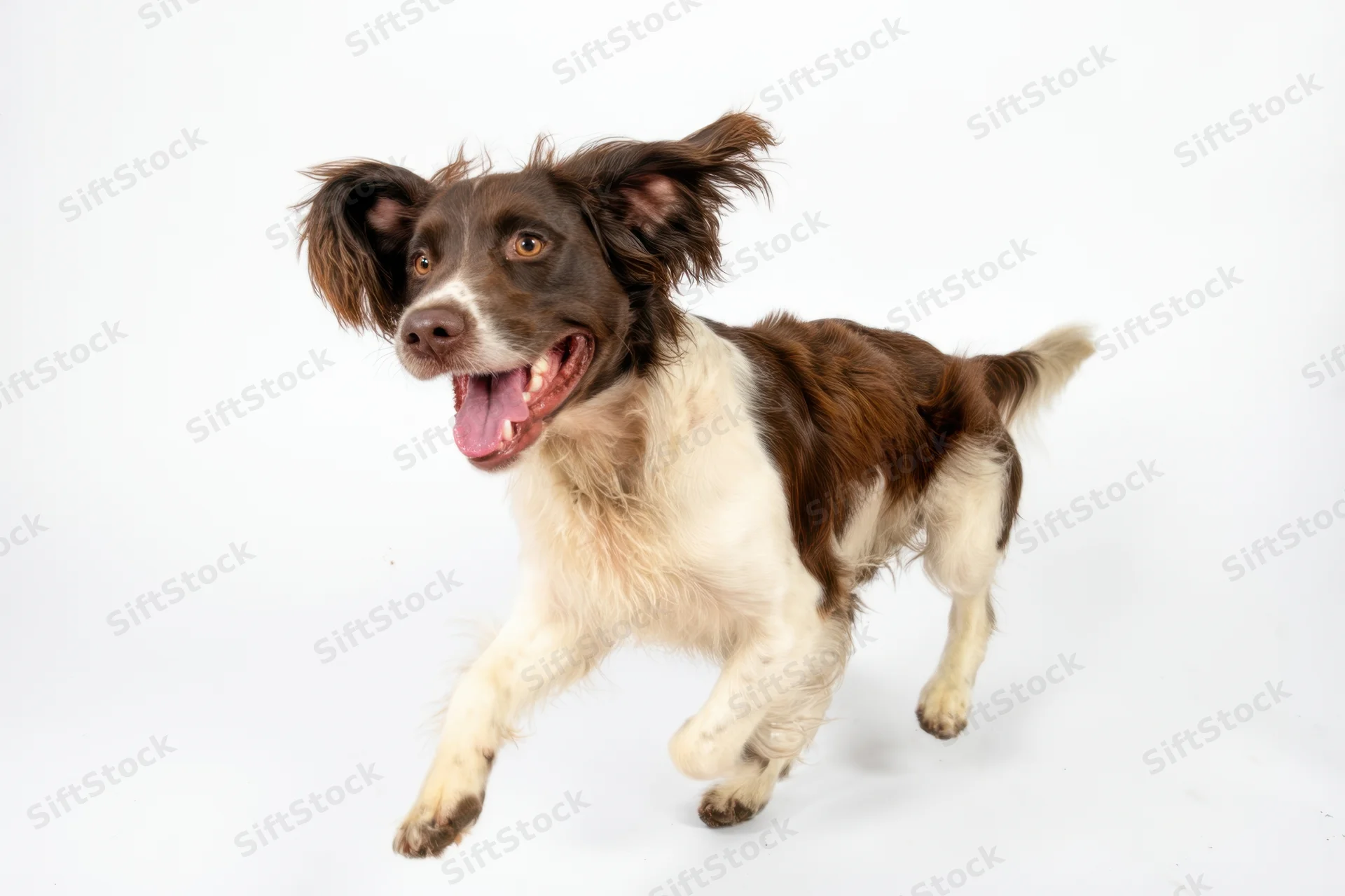 Brown and white spaniel running midstride on white background