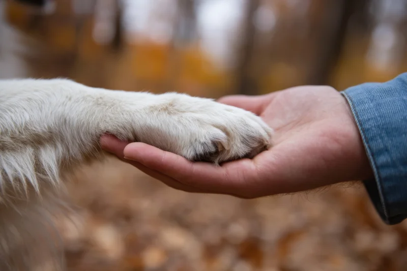 Human hand cradling a dog's paw in an autumn forest setting