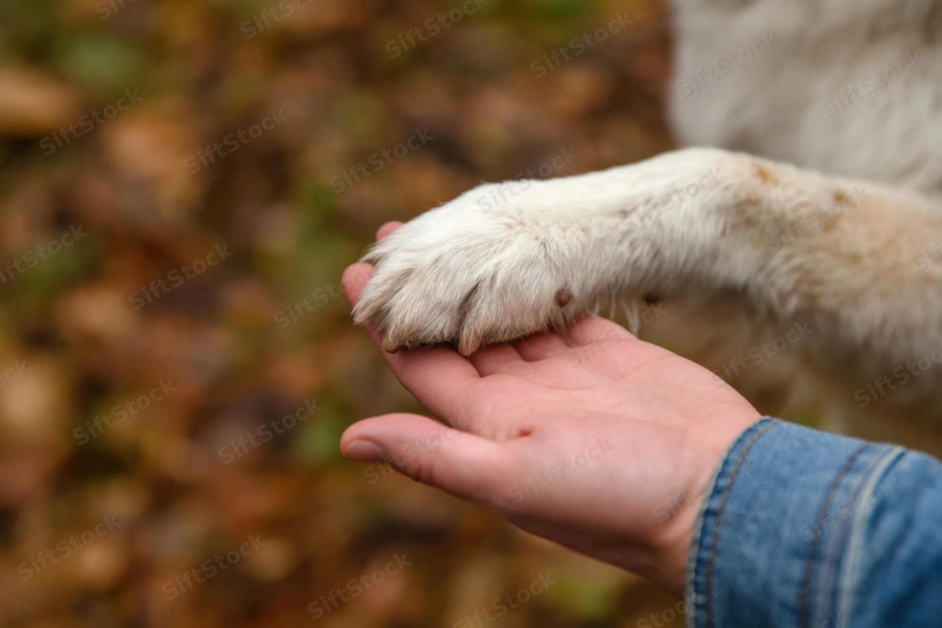 Dog paw resting on a human hand in an autumn forest setting