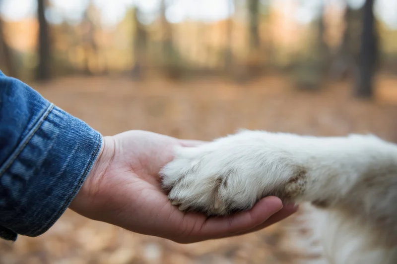 Human hand cradling a dog's paw in a forest setting during autumn