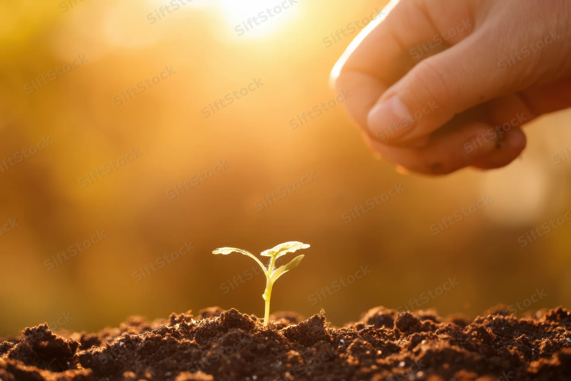 Hand planting a young seedling into soil at golden hour